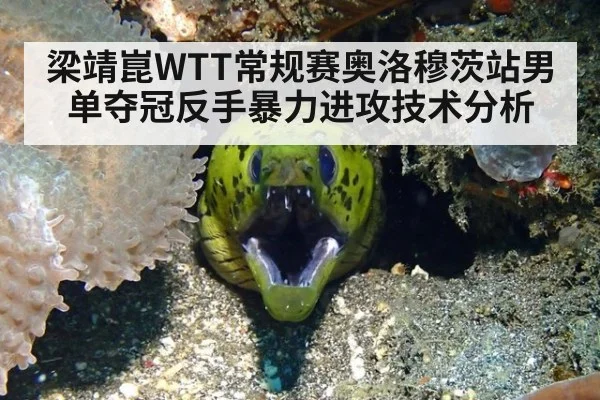 梁靖崑WTT常规赛奥洛穆茨站男单夺冠反手暴力进攻技术分析
